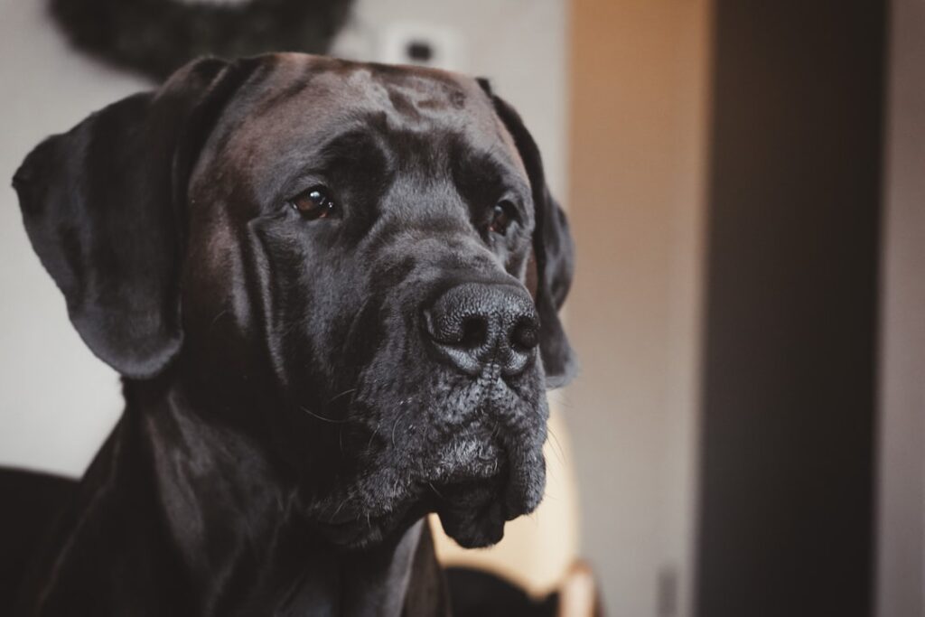 Photo Great Dane