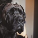 Photo Great Dane